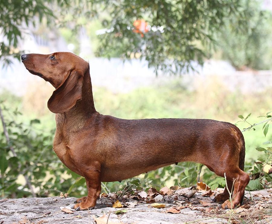 Yalena Proba de Grayala