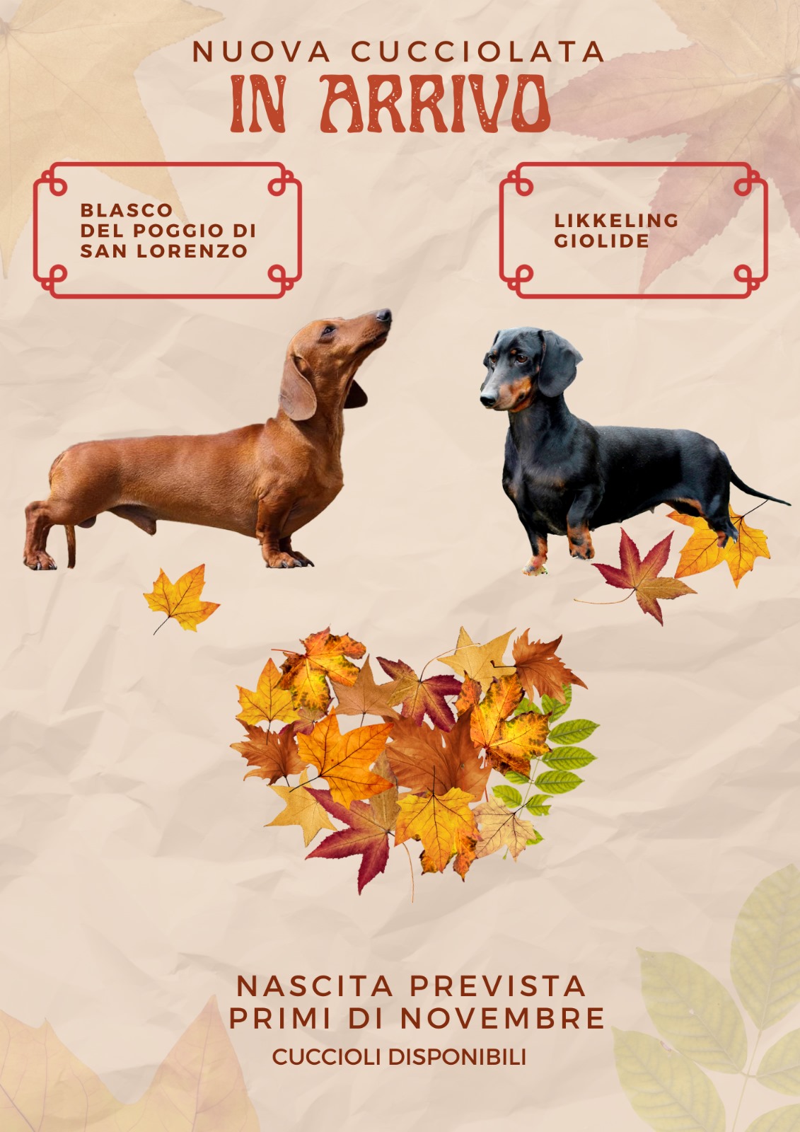 Nuova cucciolata