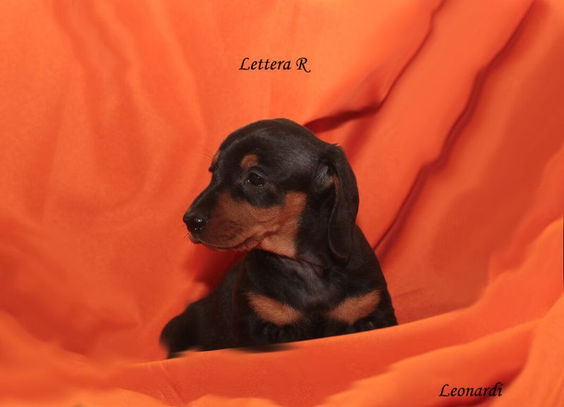 LEON3732