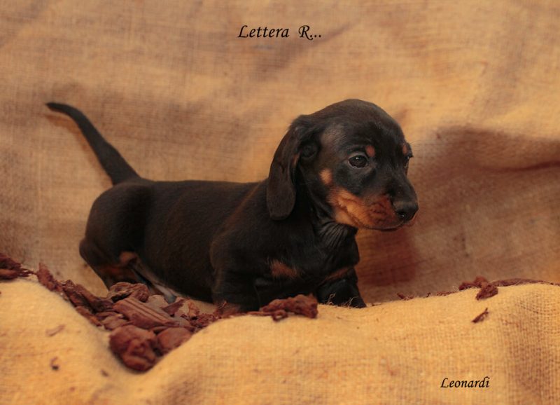 LEON3748