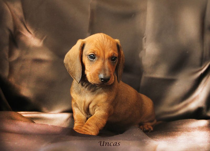 Uncas 1