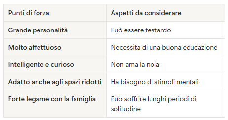 Perché scegliere un Bassotto