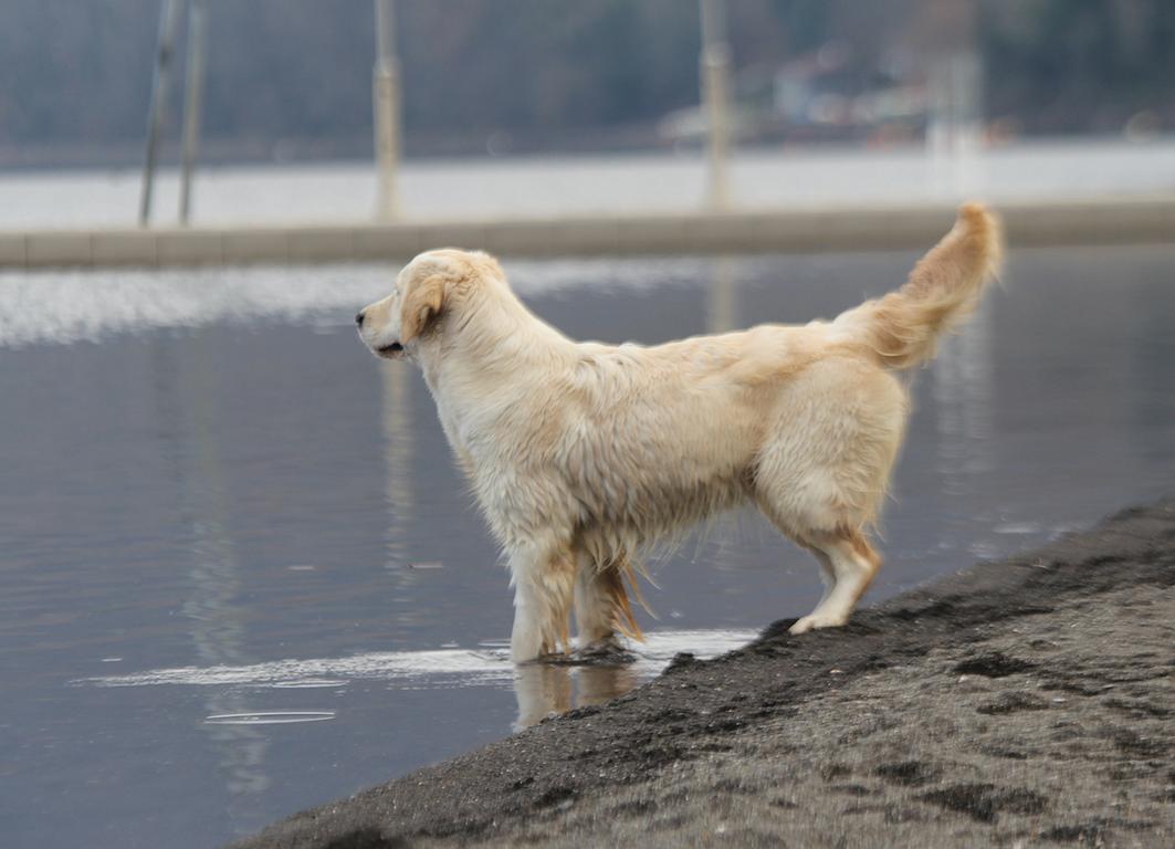 Shivà Golden Fantasma D'amore (Aka KEY) - Femmina di Golden Retriever