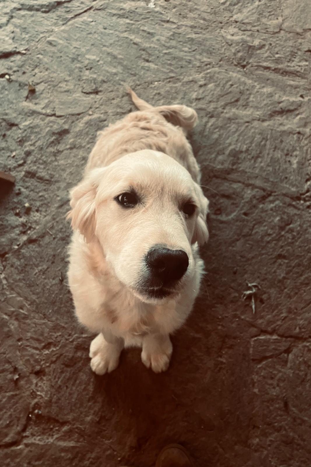 Shivà Golden Fantasma D'amore (Aka KEY) - Femmina di Golden Retriever