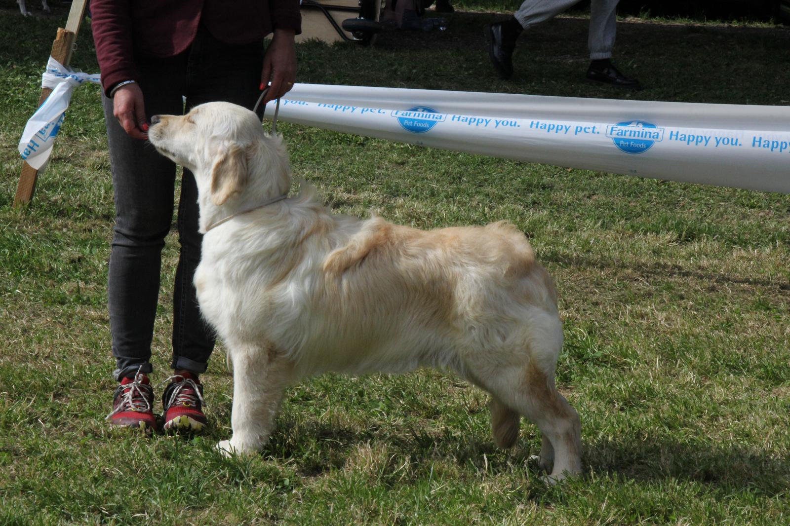 Shivà Golden Fantasma D'amore (Aka KEY) - Femmina di Golden Retriever