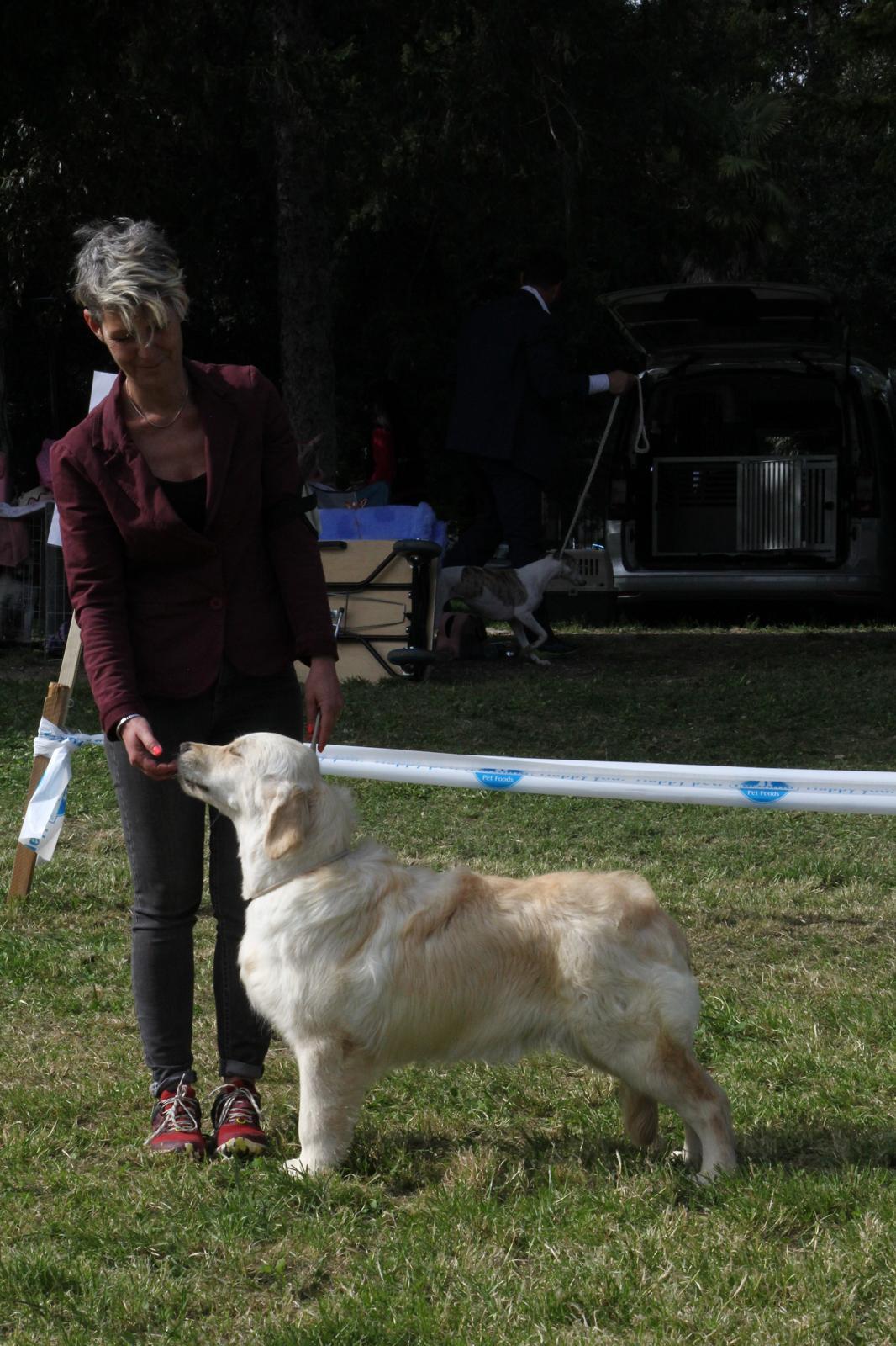 Shivà Golden Fantasma D'amore (Aka KEY) - Femmina di Golden Retriever