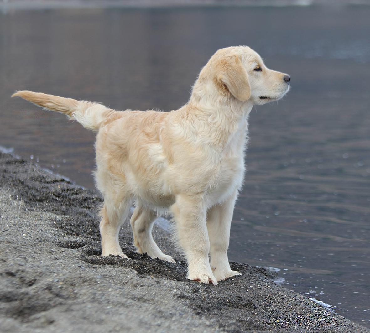 Shivà Golden Fantasma D'amore (Aka KEY) - Femmina di Golden Retriever