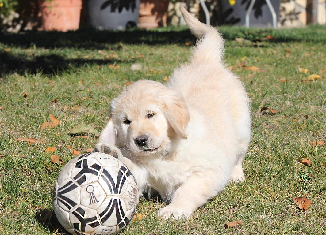 Shivà Golden Così è (Aka MAZE) - Femmina di Golden Retriever