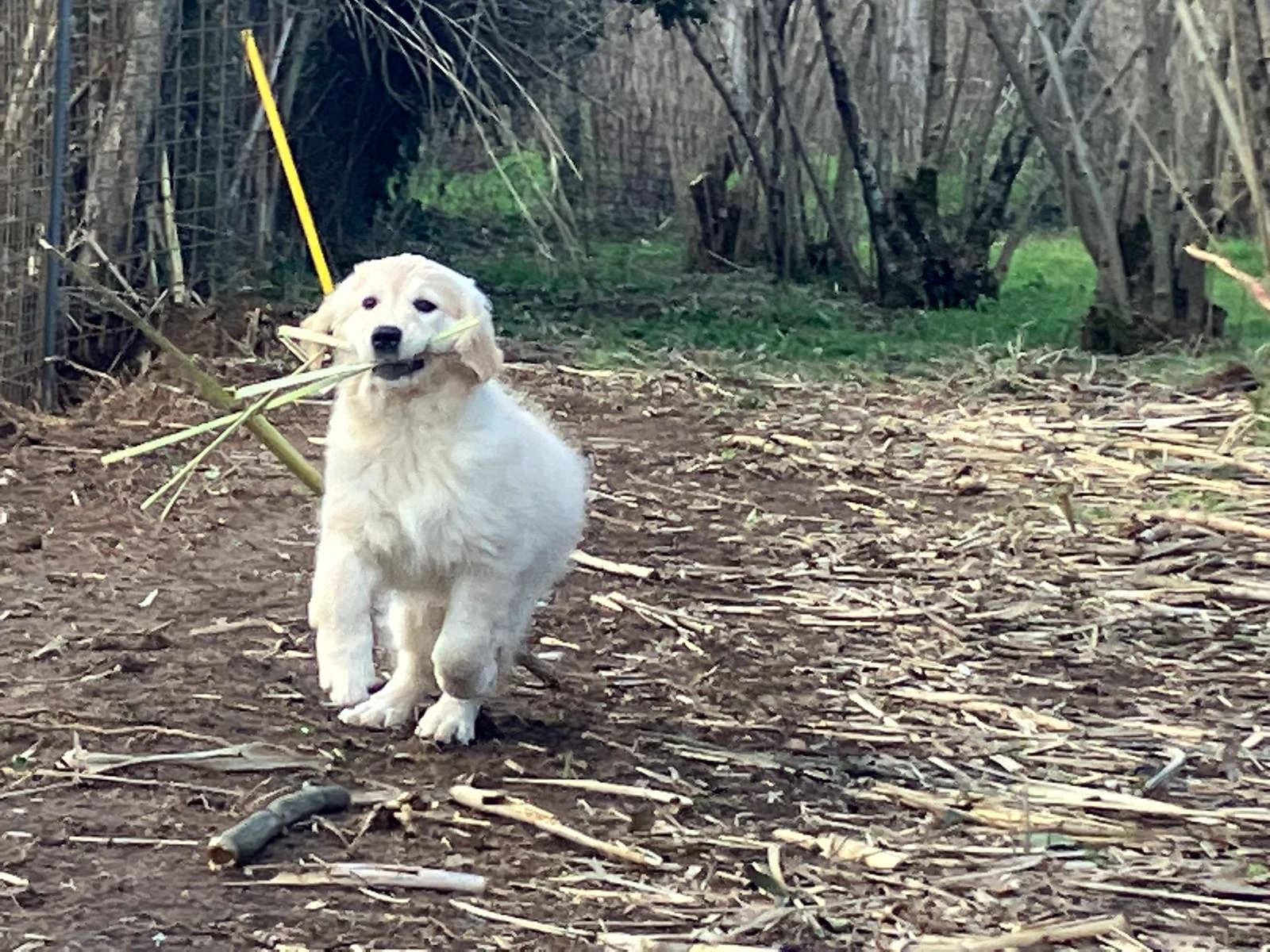 Shivà Golden Così è (Aka MAZE) - Femmina di Golden Retriever