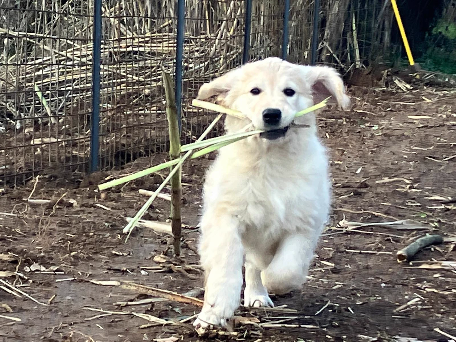 Shivà Golden Così è (Aka MAZE) - Femmina di Golden Retriever