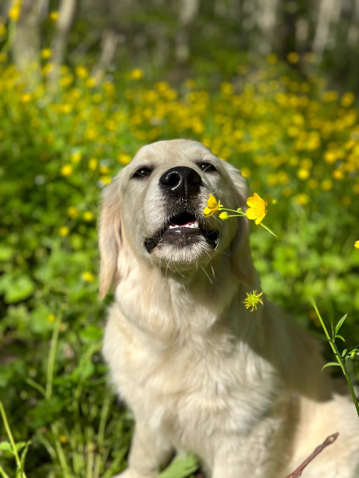 Shivà Golden Così è (Aka MAZE) - Femmina di Golden Retriever