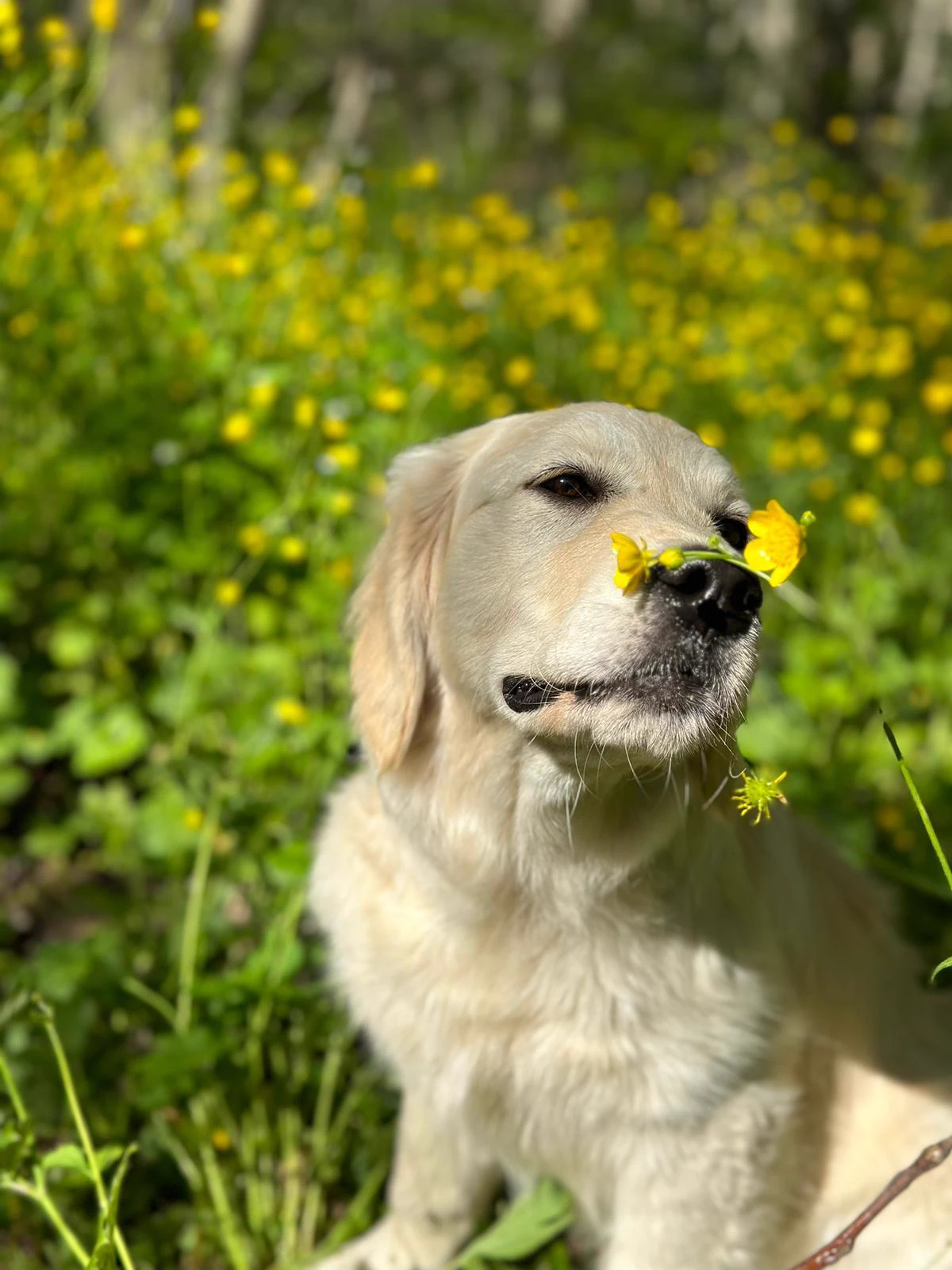 Shivà Golden Così è (Aka MAZE) - Femmina di Golden Retriever