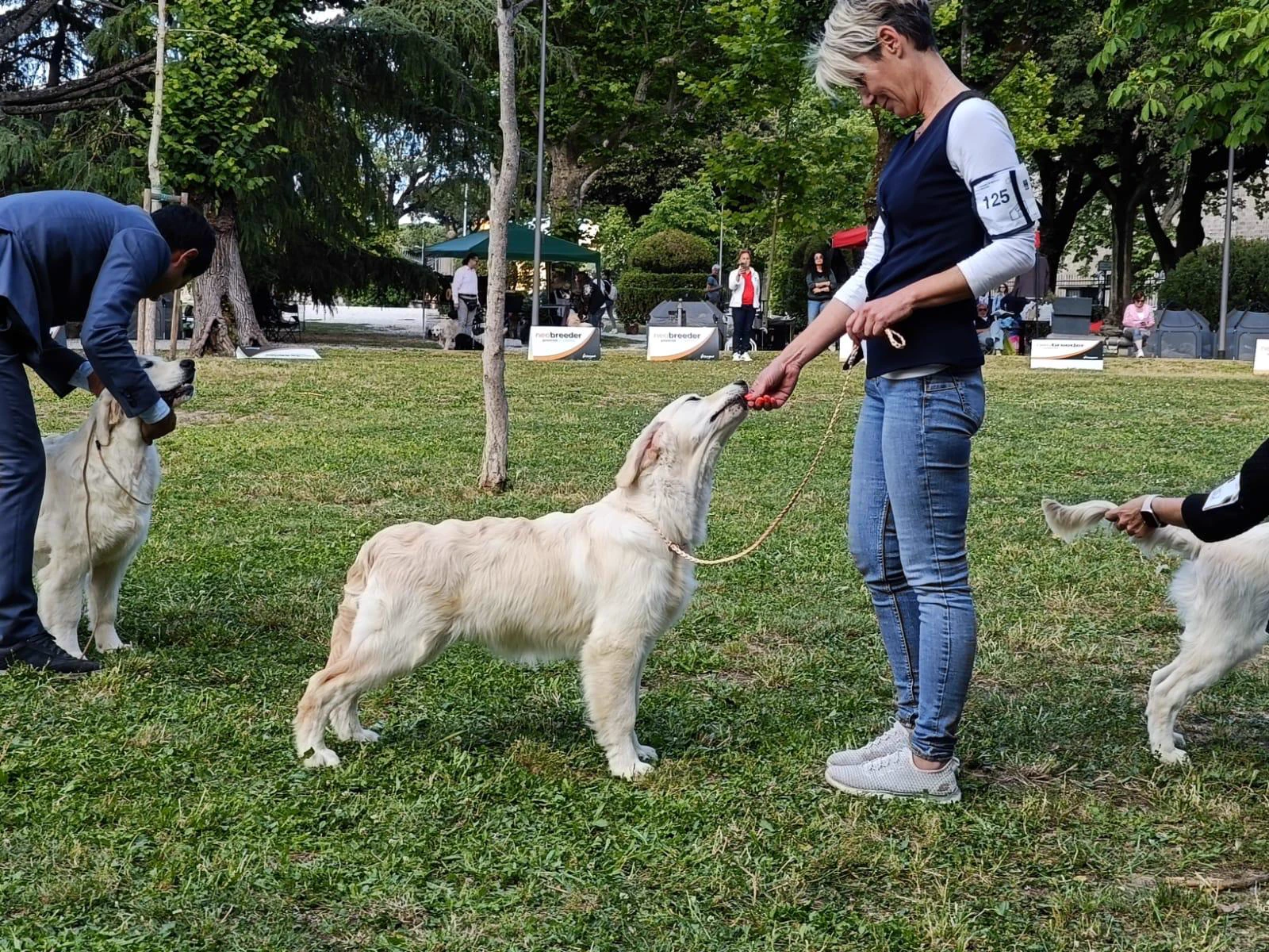 Shivà Golden Così è (Aka MAZE) - Femmina di Golden Retriever