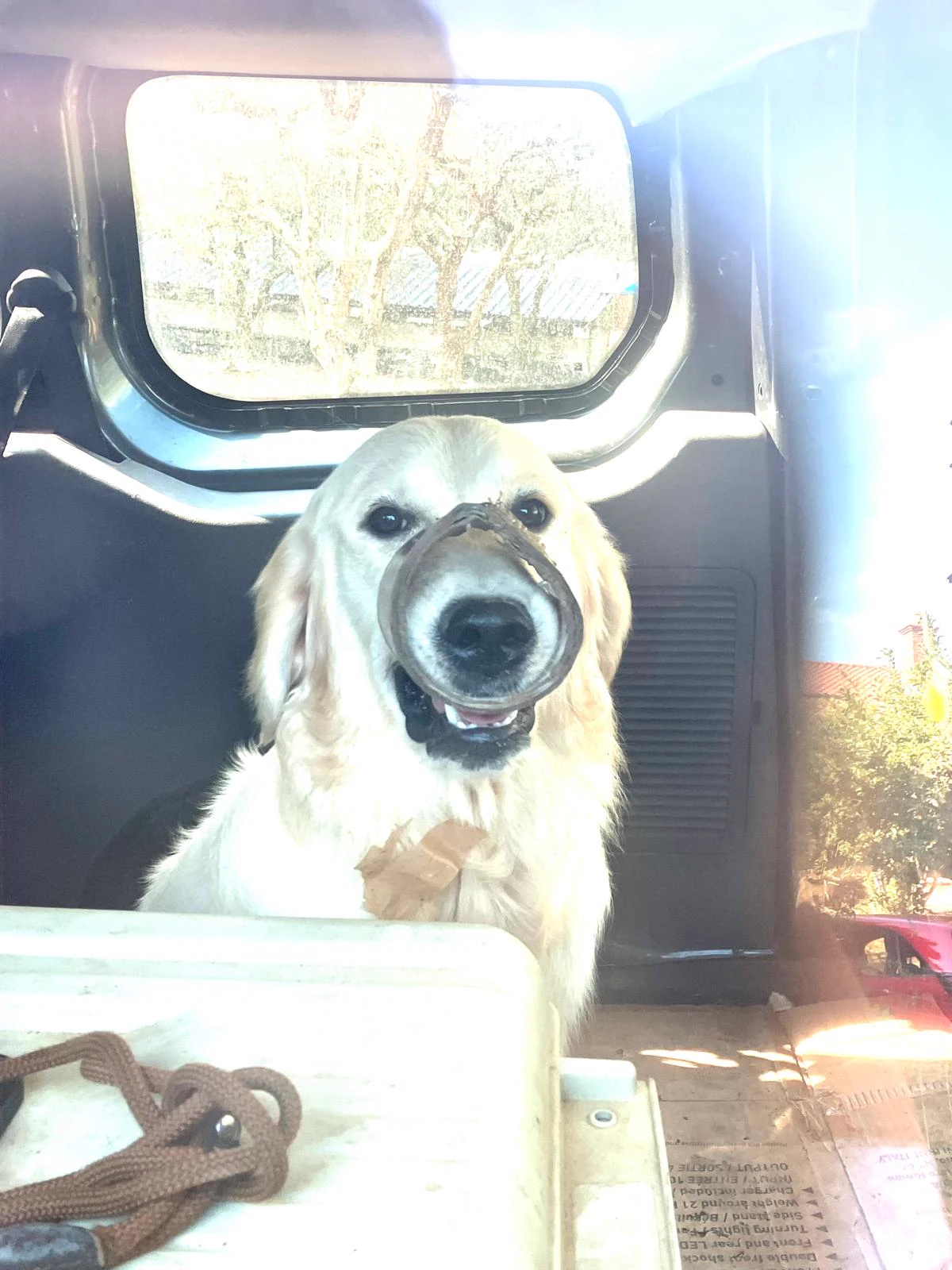 Shivà Golden Così è (Aka MAZE) - Femmina di Golden Retriever