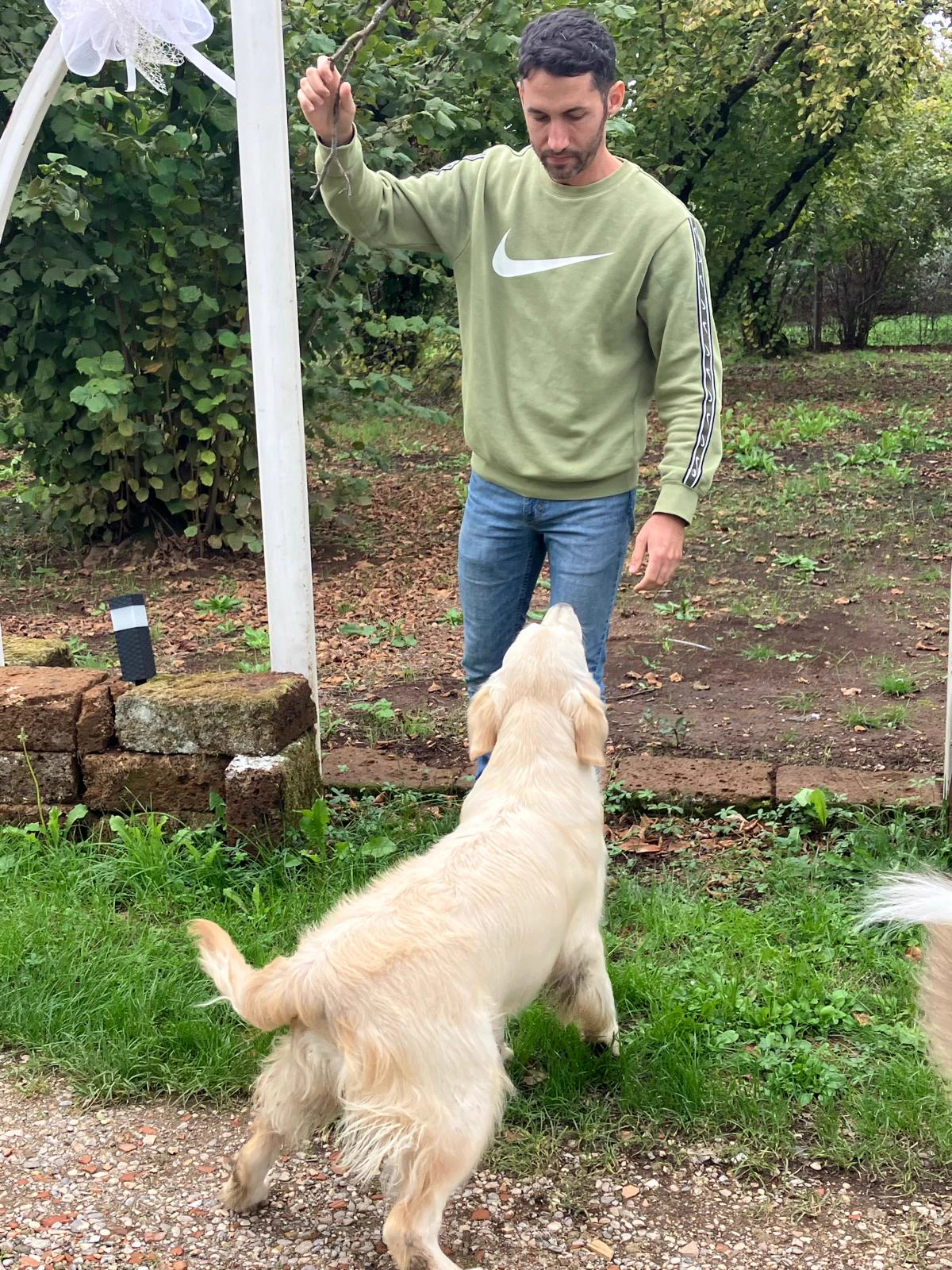 Shivà Golden Così è (Aka MAZE) - Femmina di Golden Retriever