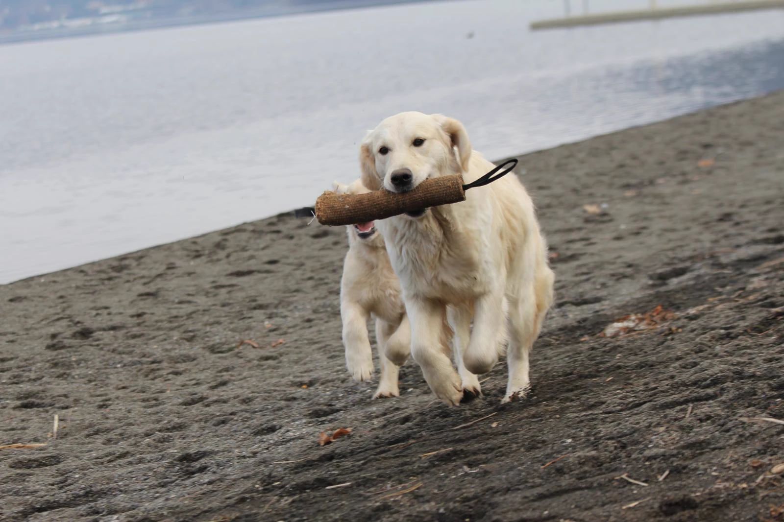 Shivà Golden Così è (Aka MAZE) - Femmina di Golden Retriever