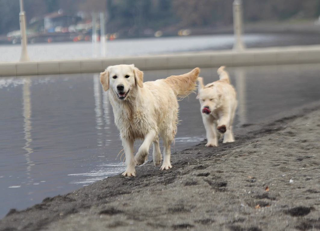 Shivà Golden Così è (Aka MAZE) - Femmina di Golden Retriever
