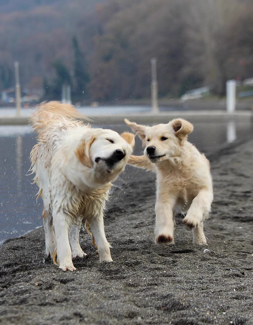 Shivà Golden Così è (Aka MAZE) - Femmina di Golden Retriever