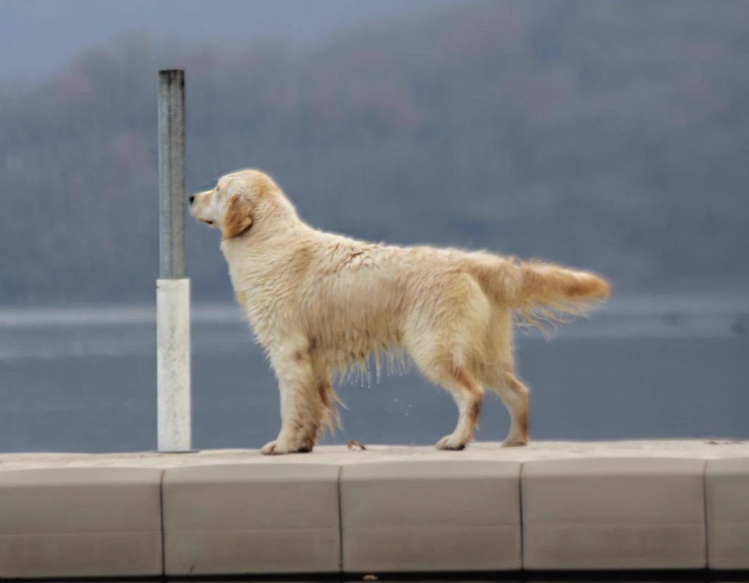 Shivà Golden Così è (Aka MAZE) - Femmina di Golden Retriever