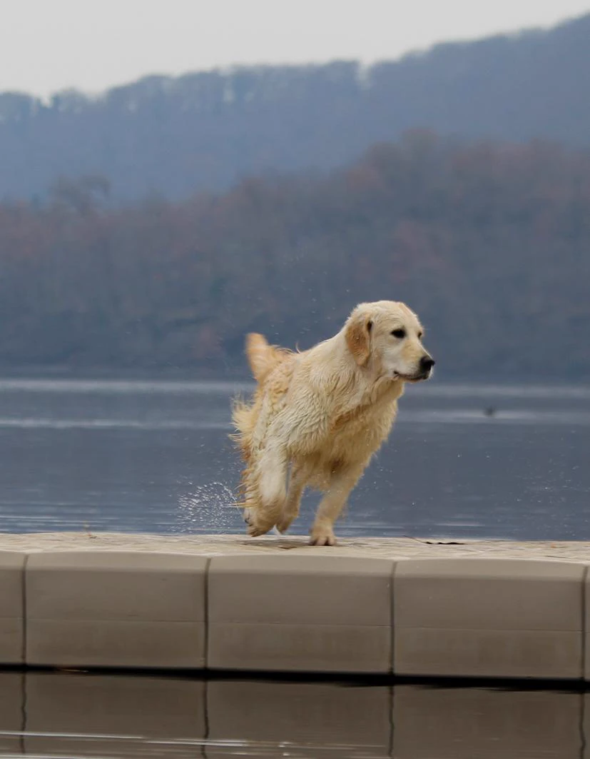 Shivà Golden Così è (Aka MAZE) - Femmina di Golden Retriever