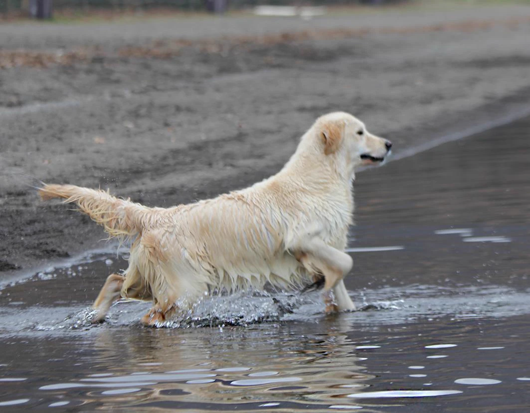 Shivà Golden Così è (Aka MAZE) - Femmina di Golden Retriever