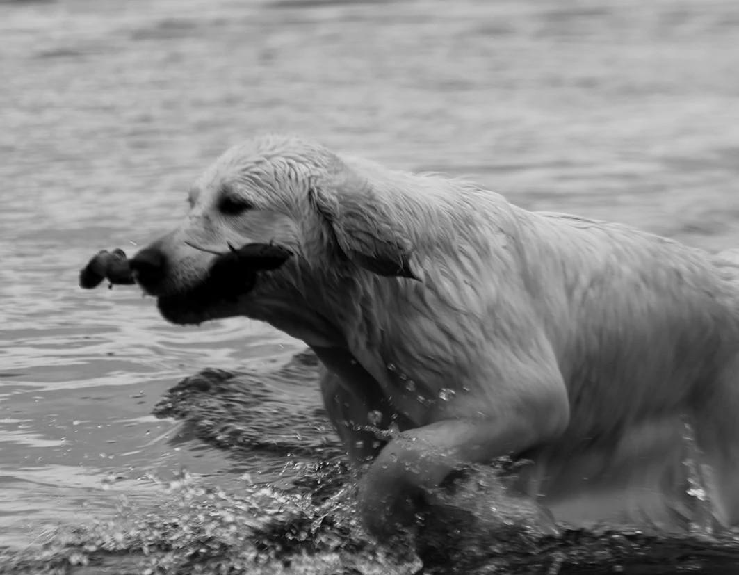 Shivà Golden Così è (Aka MAZE) - Femmina di Golden Retriever