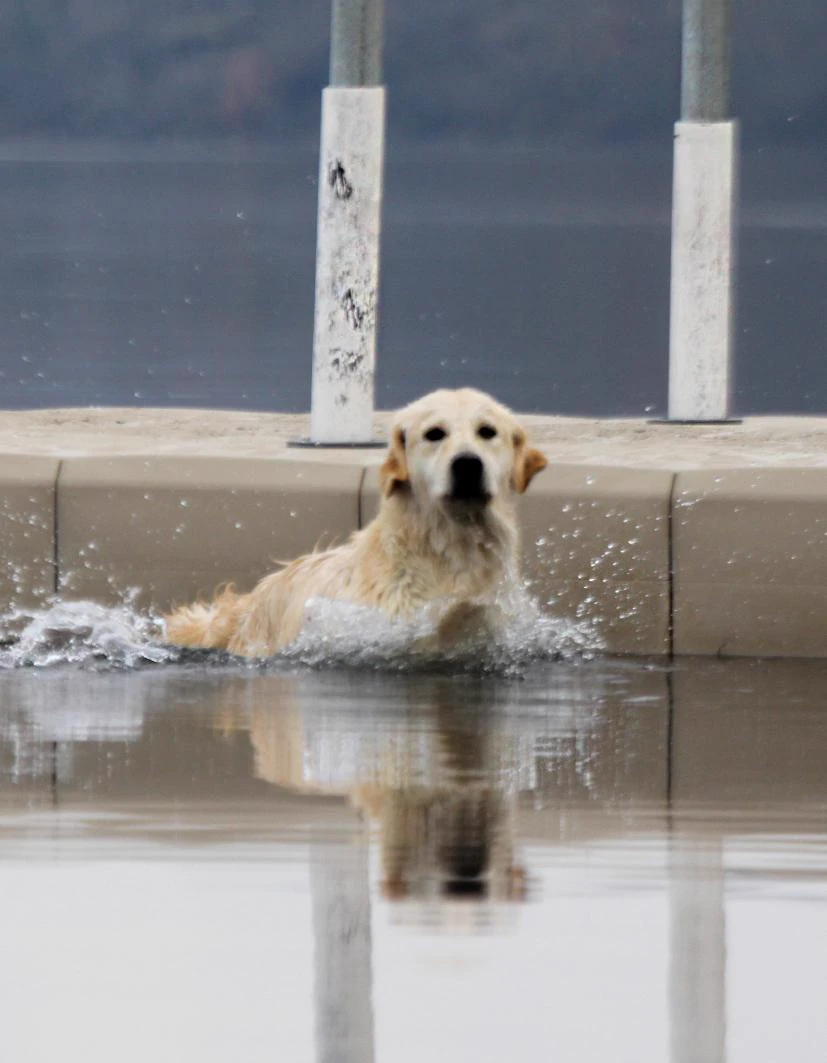 Shivà Golden Così è (Aka MAZE) - Femmina di Golden Retriever