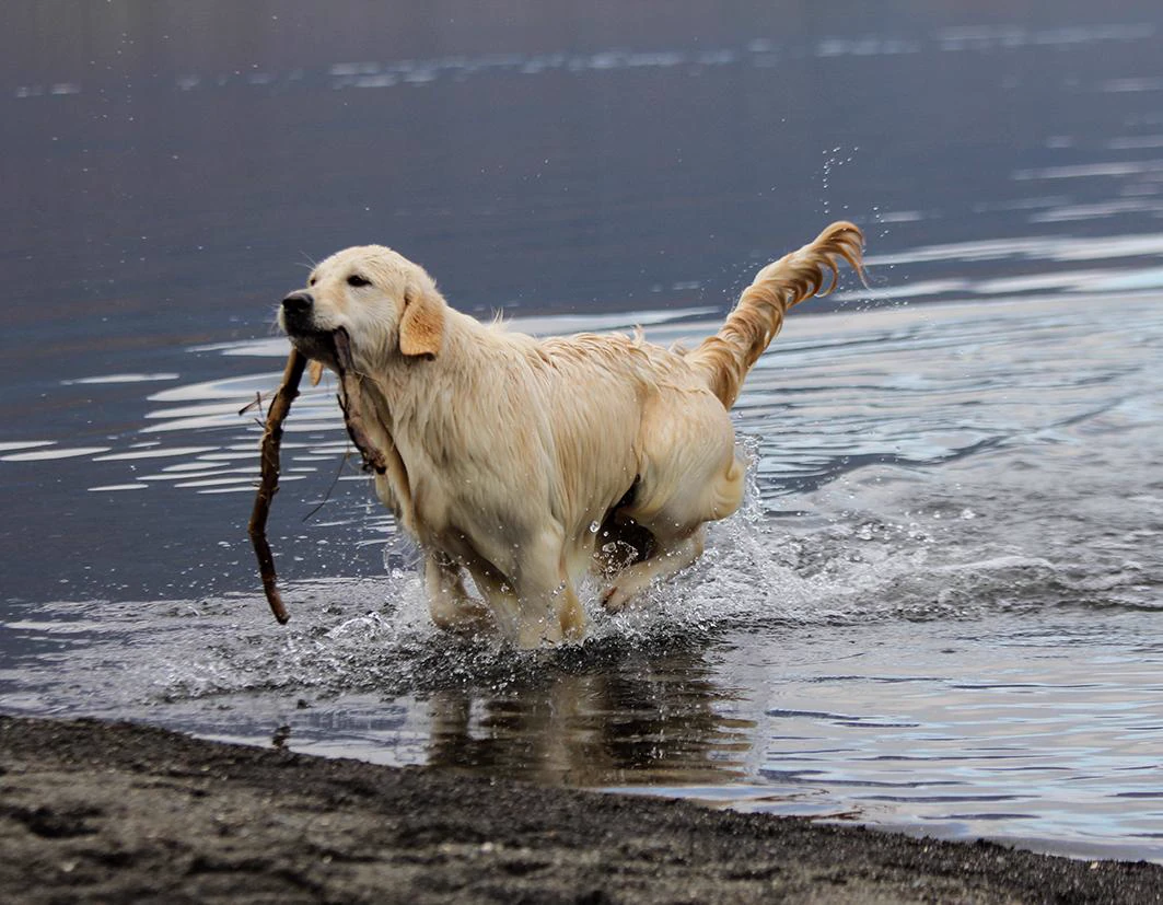Shivà Golden Così è (Aka MAZE) - Femmina di Golden Retriever