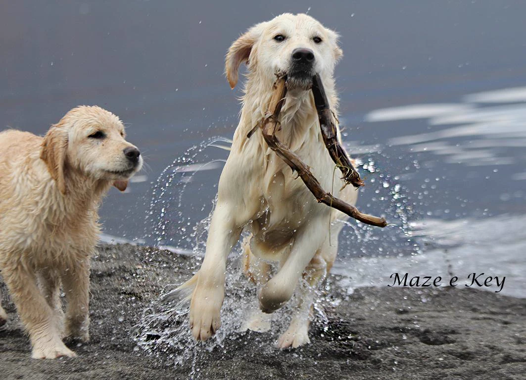 Shivà Golden Così è (Aka MAZE) - Femmina di Golden Retriever