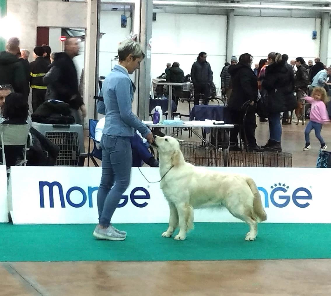 Shivà Golden Così è (Aka MAZE) - Femmina di Golden Retriever