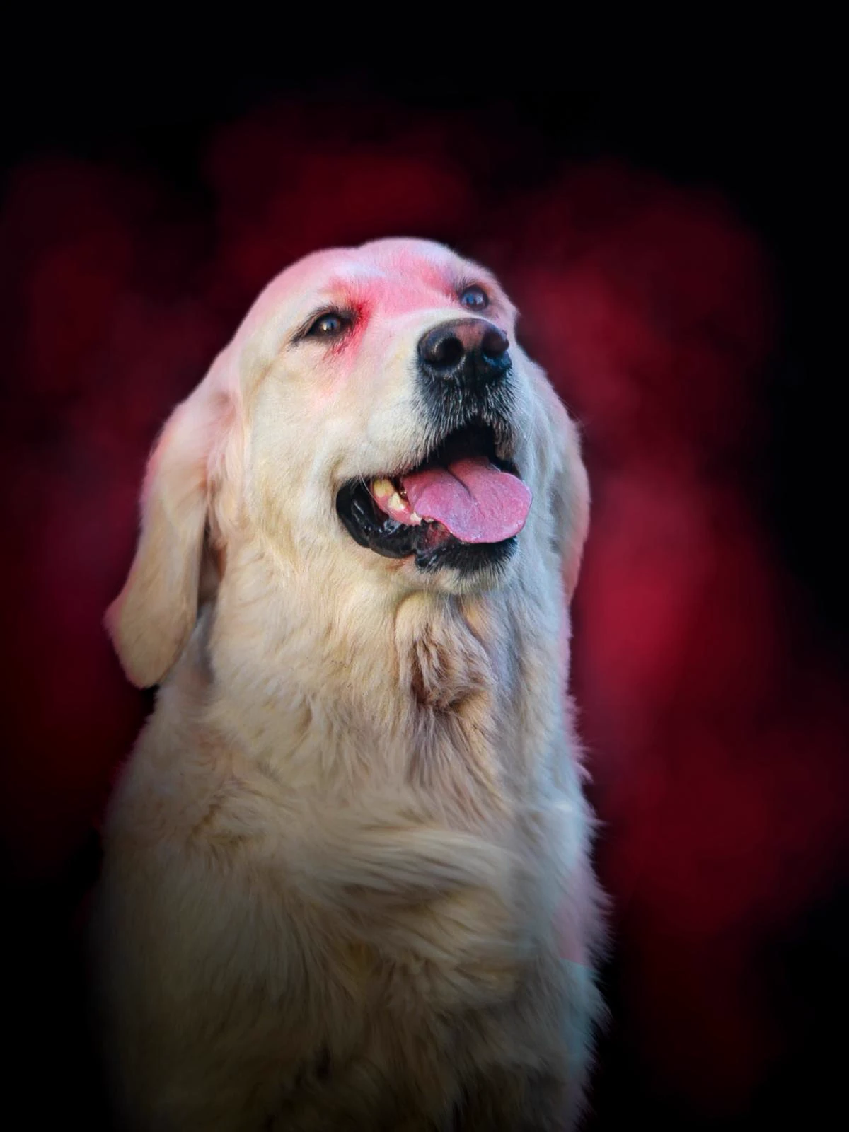 Shivà Golden Così è (Aka MAZE) - Femmina di Golden Retriever