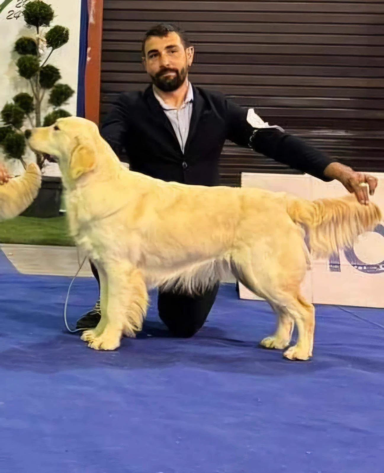 Shivà Golden Così è (Aka MAZE) - Femmina di Golden Retriever