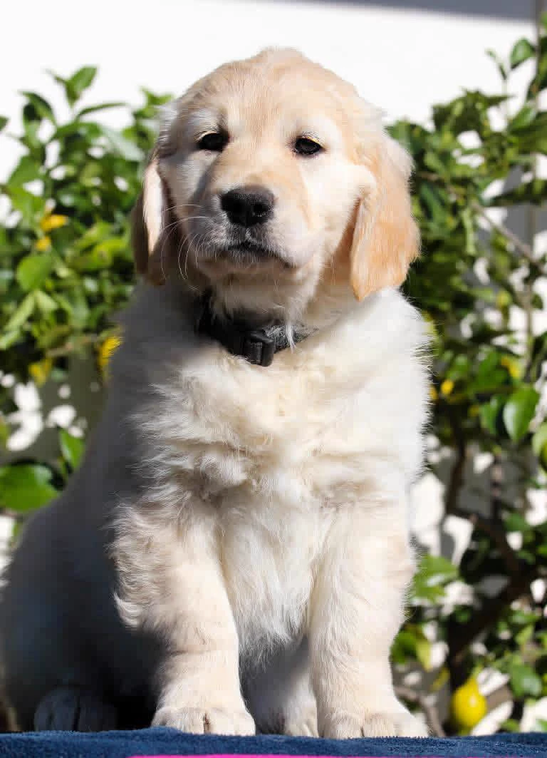 Shivà Golden Così è (Aka MAZE) - Femmina di Golden Retriever