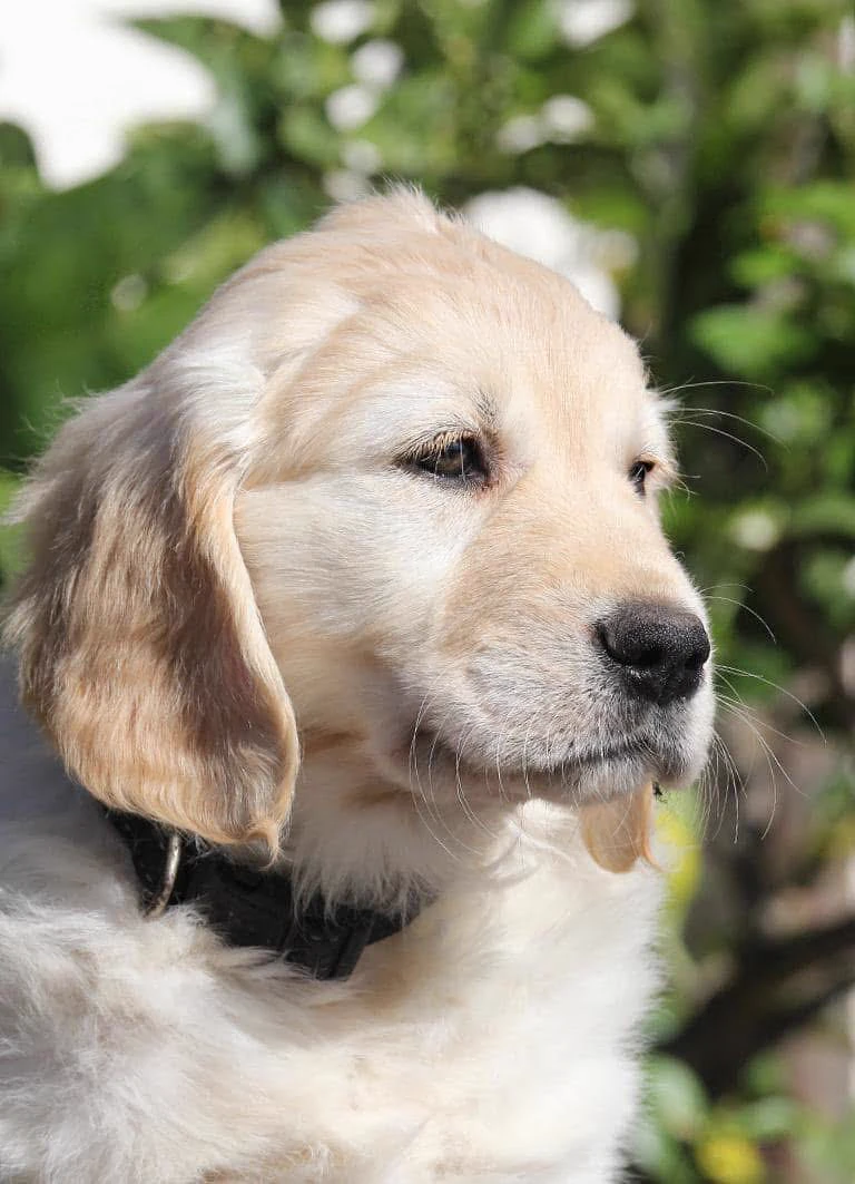 Shivà Golden Così è (Aka MAZE) - Femmina di Golden Retriever