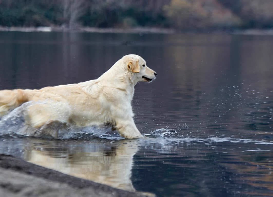 Shivà Golden Così è (Aka MAZE) - Femmina di Golden Retriever