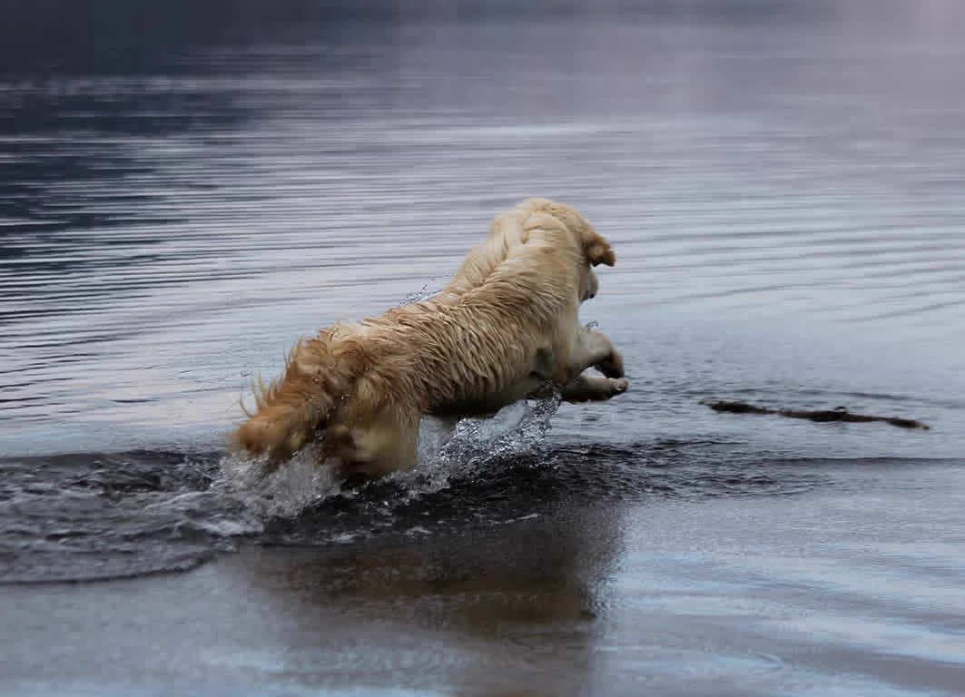 Shivà Golden Così è (Aka MAZE) - Femmina di Golden Retriever