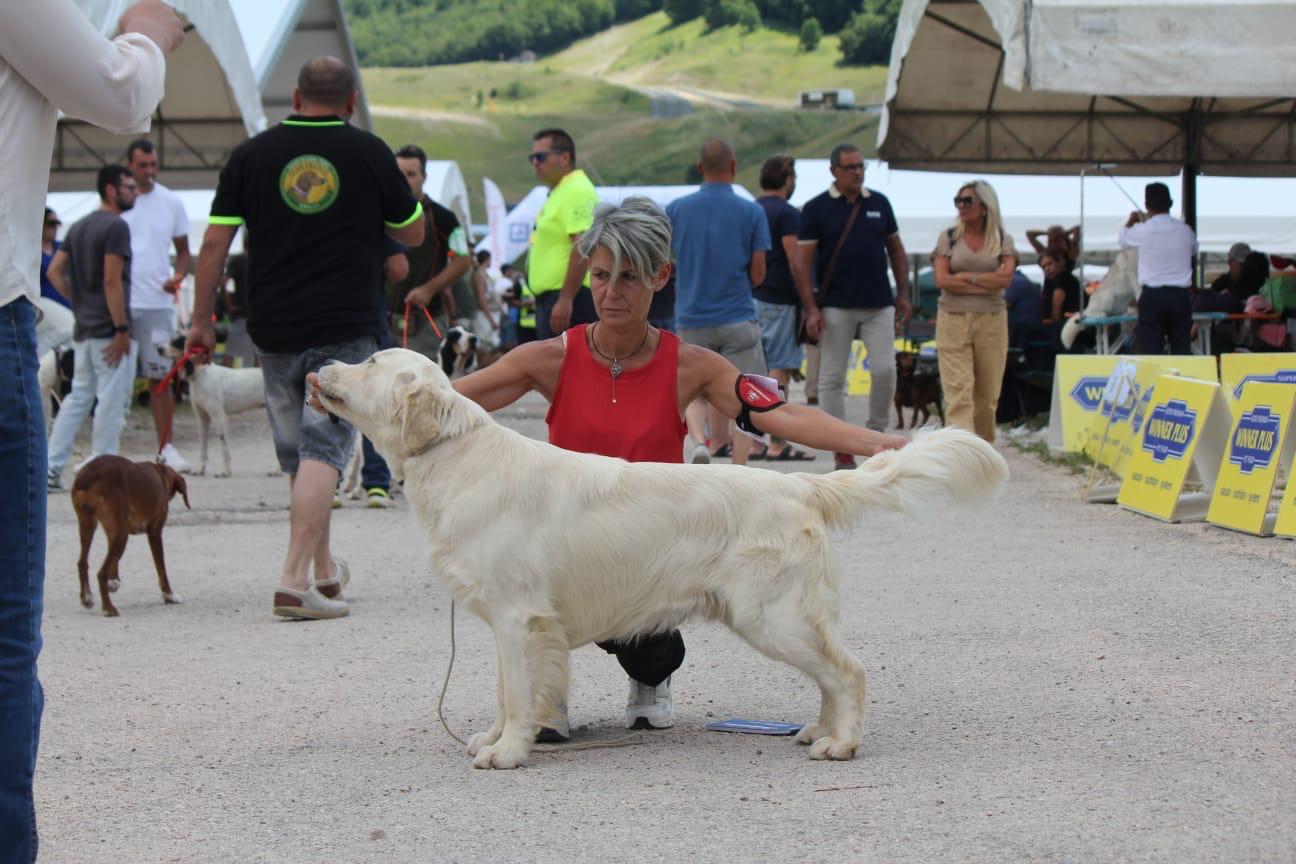 Terra di Siena It Start Whit Us (Aka KAOS) - Maschio di Golden Retriever