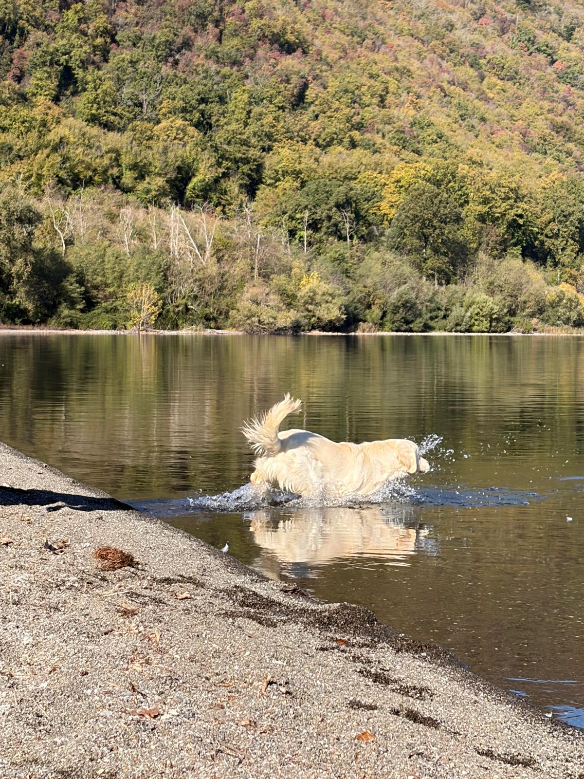 Terra di Siena It Start Whit Us (Aka KAOS) - Maschio di Golden Retriever