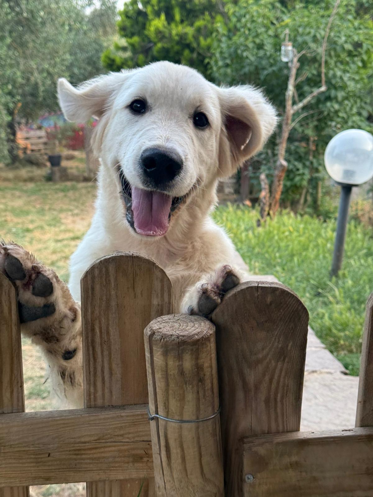Terra di Siena It Start Whit Us (Aka KAOS) - Maschio di Golden Retriever