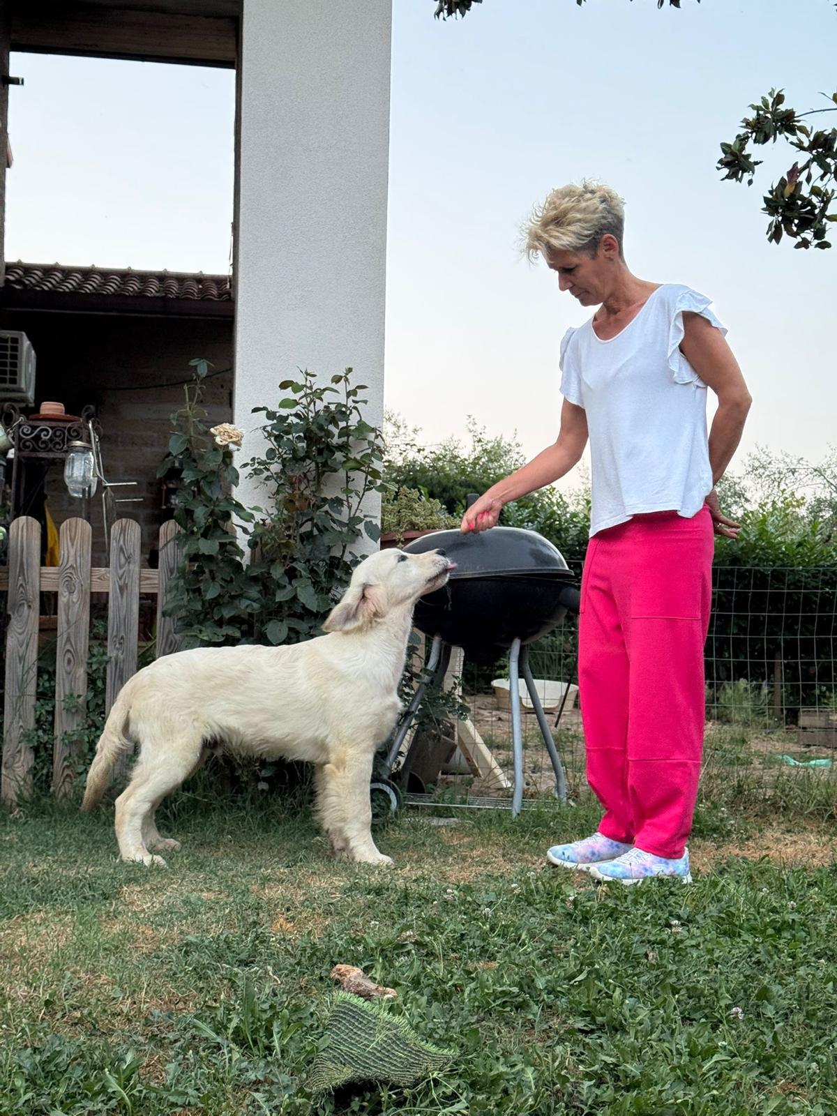 Terra di Siena It Start Whit Us (Aka KAOS) - Maschio di Golden Retriever