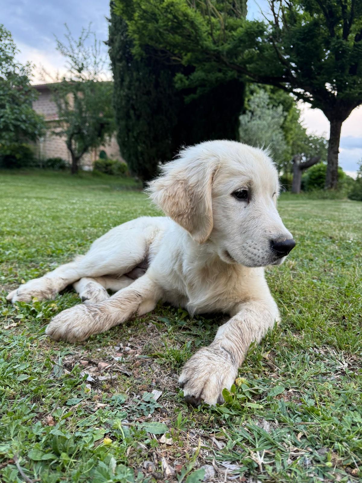 Terra di Siena It Start Whit Us (Aka KAOS) - Maschio di Golden Retriever