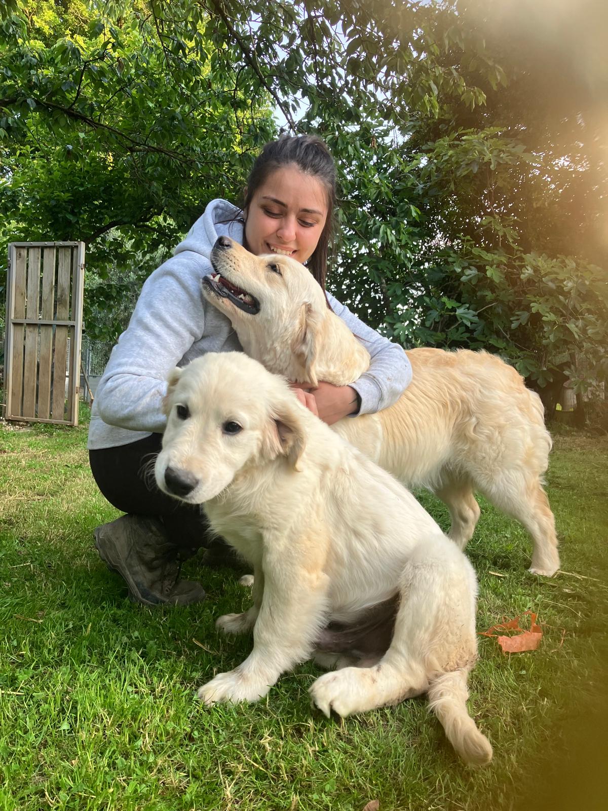 Terra di Siena It Start Whit Us (Aka KAOS) - Maschio di Golden Retriever