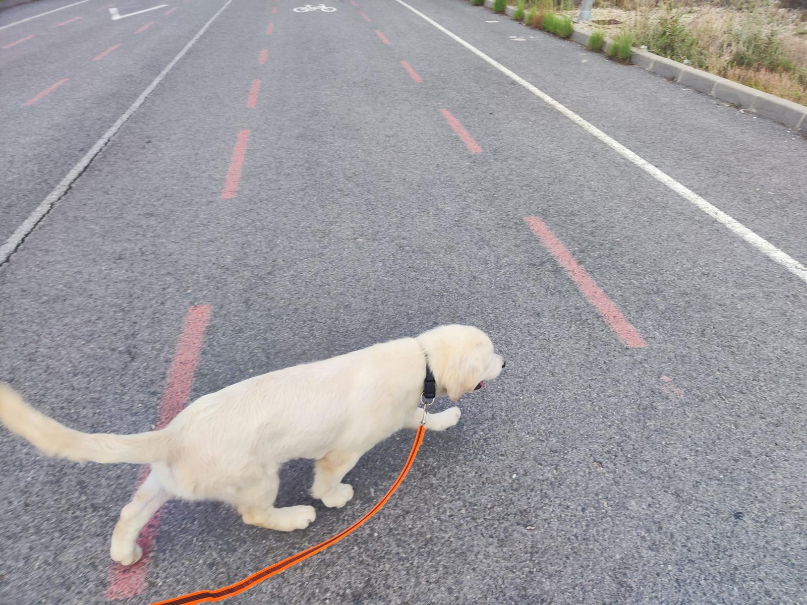 Terra di Siena It Start Whit Us (Aka KAOS) - Maschio di Golden Retriever