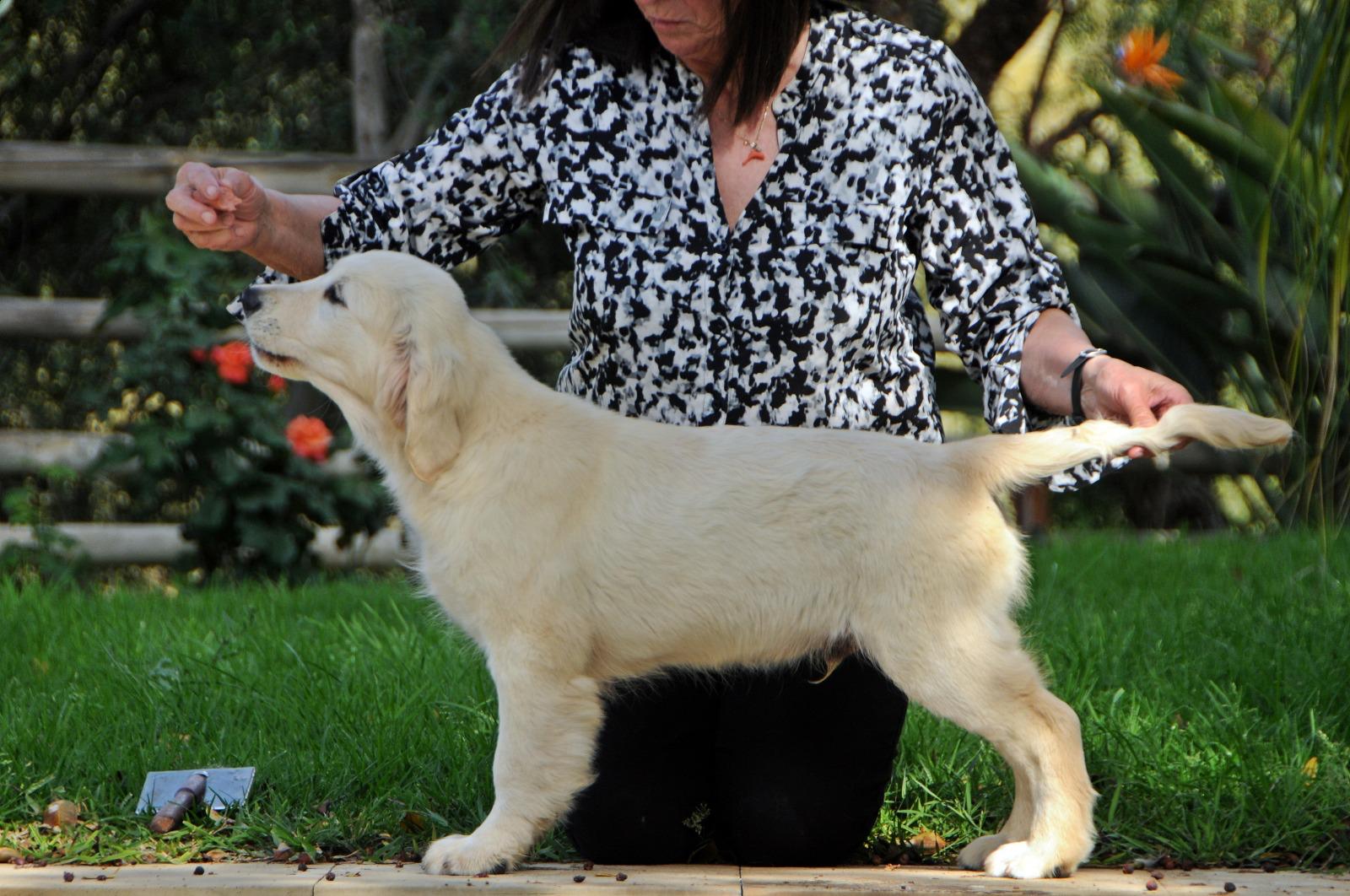 Terra di Siena It Start Whit Us (Aka KAOS) - Maschio di Golden Retriever