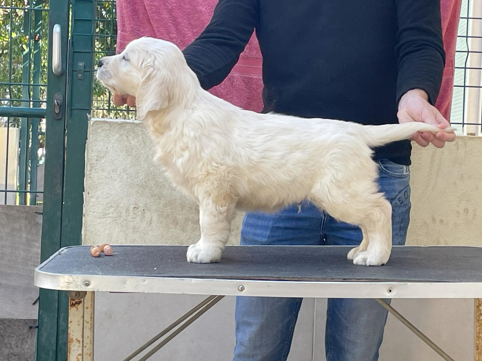 Terra di Siena It Start Whit Us (Aka KAOS) - Maschio di Golden Retriever