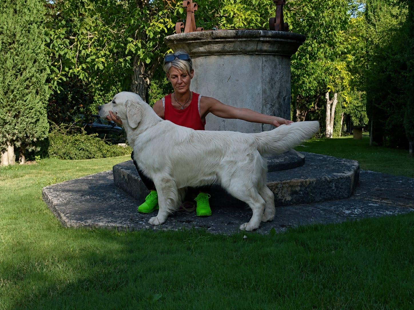 Terra di Siena It Start Whit Us (Aka KAOS) - Maschio di Golden Retriever