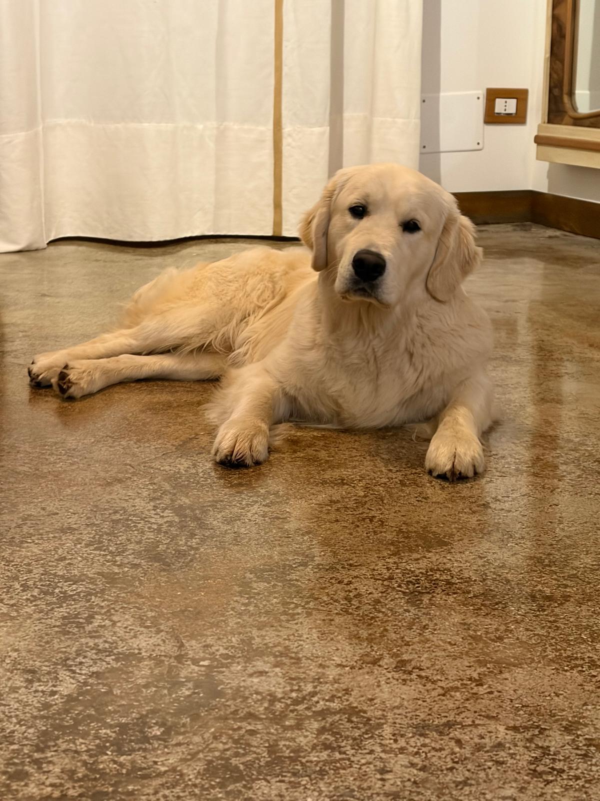 Terra di Siena It Start Whit Us (Aka KAOS) - Maschio di Golden Retriever
