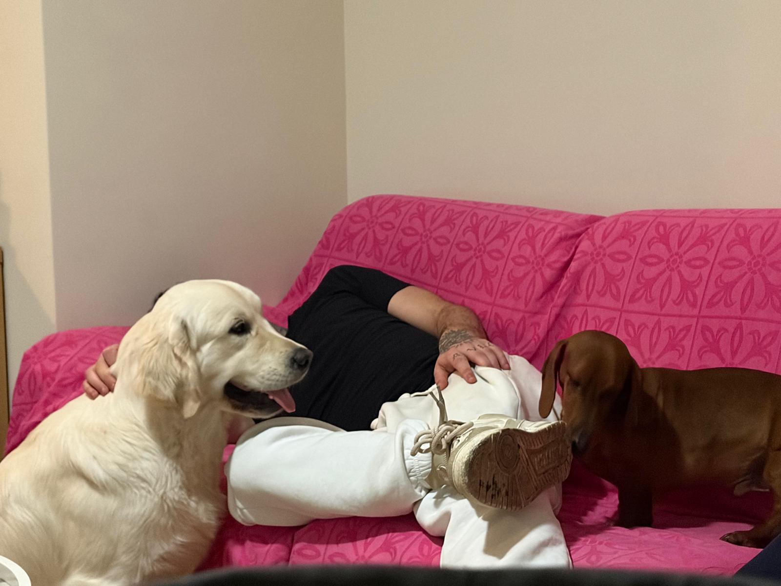Terra di Siena It Start Whit Us (Aka KAOS) - Maschio di Golden Retriever