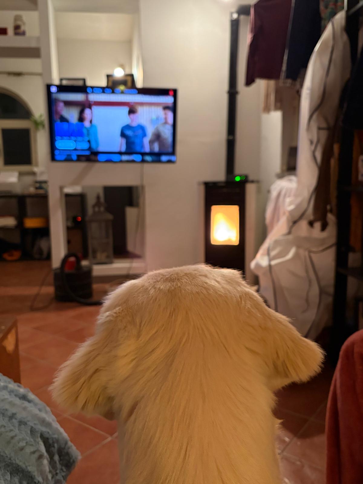 Terra di Siena It Start Whit Us (Aka KAOS) - Maschio di Golden Retriever