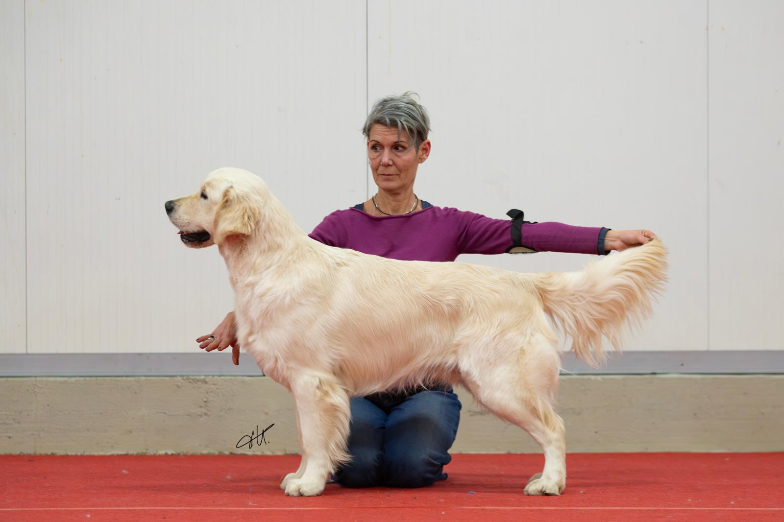 Terra di Siena It Start Whit Us (Aka KAOS) - Maschio di Golden Retriever